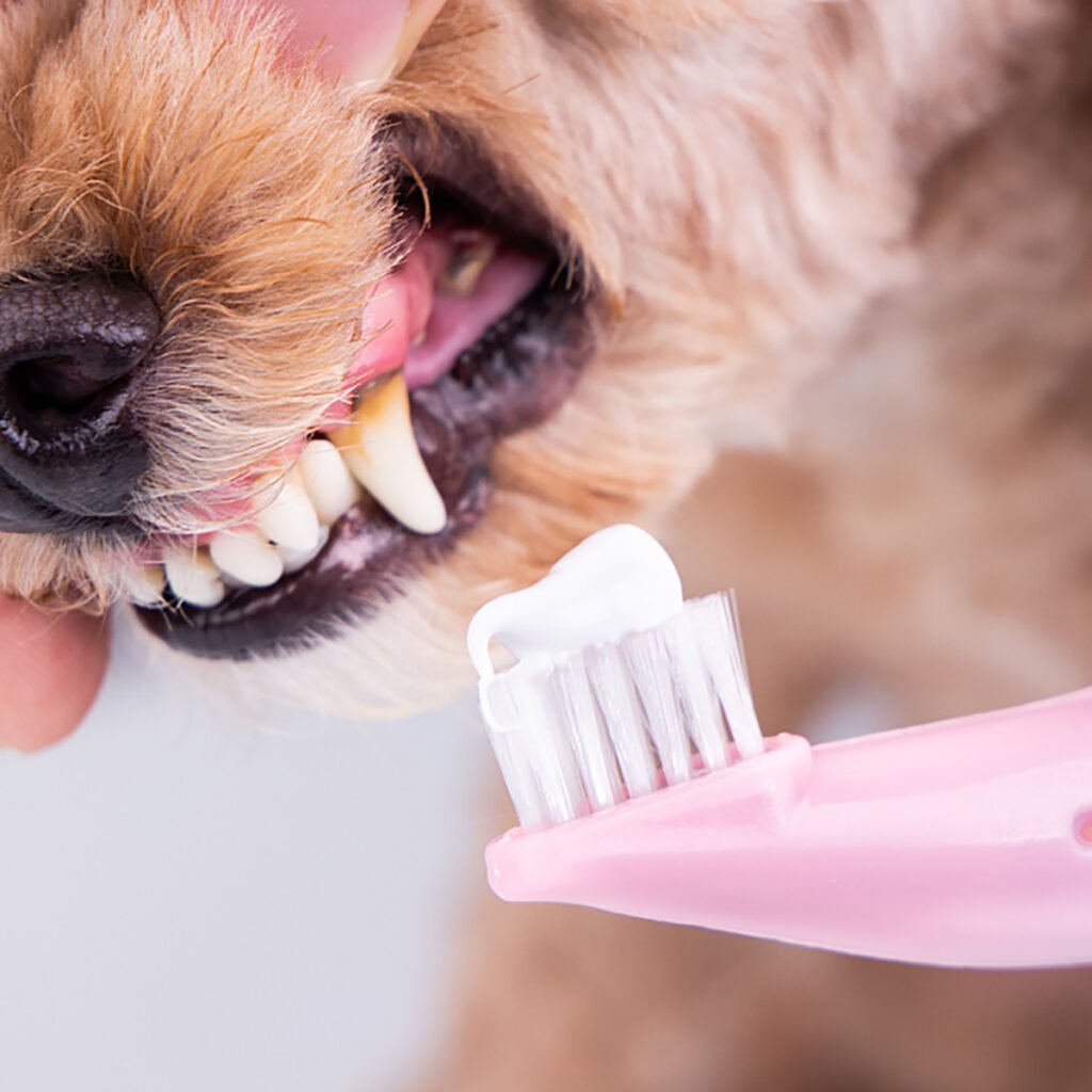 OEM Dog Toothpaste Beef Flavor Professional OEM Toothpaste